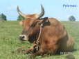Guadeloupe Boeuf au repos