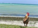 Guadeloupe un coq pr�s de Sainte Anne