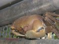 Guadeloupe crabe de terre