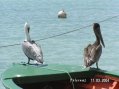 Guadeloupe p�licans Ste Anne
