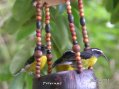 Guadeloupe sucriers