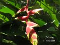 Guadeloupe Fleur de balisier