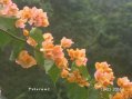 Bougainvillier