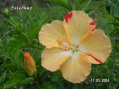 Flore Guadeloupe : Hibiscus