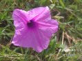Guadeloupe Flore : fleur de passe-pierre - sorte de liseron -