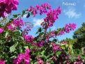 Bougainvillier Guadeloupe