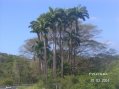 Palmiers en Guadeloupe - ancienne p�pini�re -