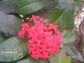 Flore Guadeloupe : nom � pr�ciser