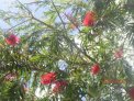Guadeloupe, flore : immortelle