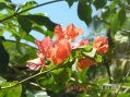 Flore de Guadeloupe : nom � pr�ciser