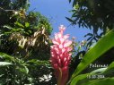 Flore de Guadeloupe : Alpinia