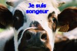 T�te de veau � la Caillebotte
