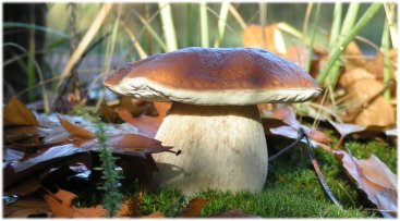 Boletus leridus